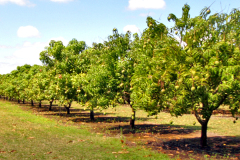 Fruit_Farming